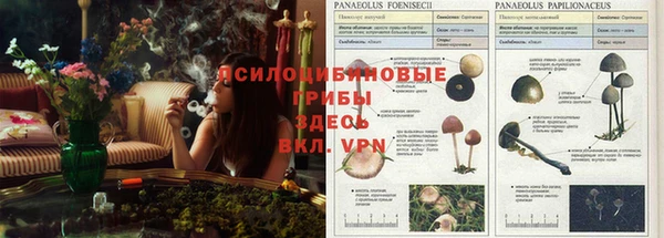 крисы Алзамай